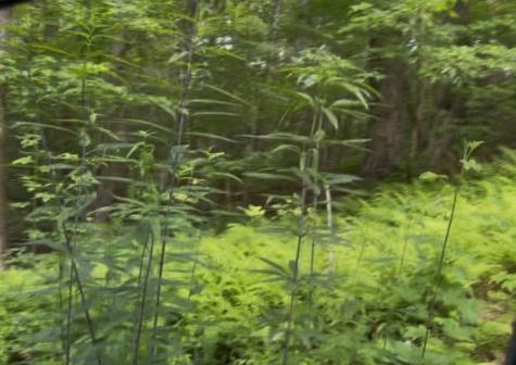 19 Lots Wildwood Ellijay GA 30540