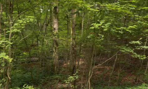 19 Lots Wildwood Ellijay GA 30540