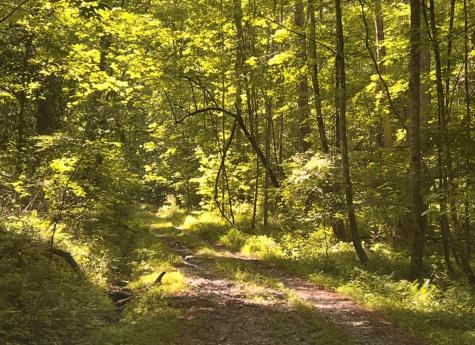 19 Lots Wildwood Ellijay GA 30540