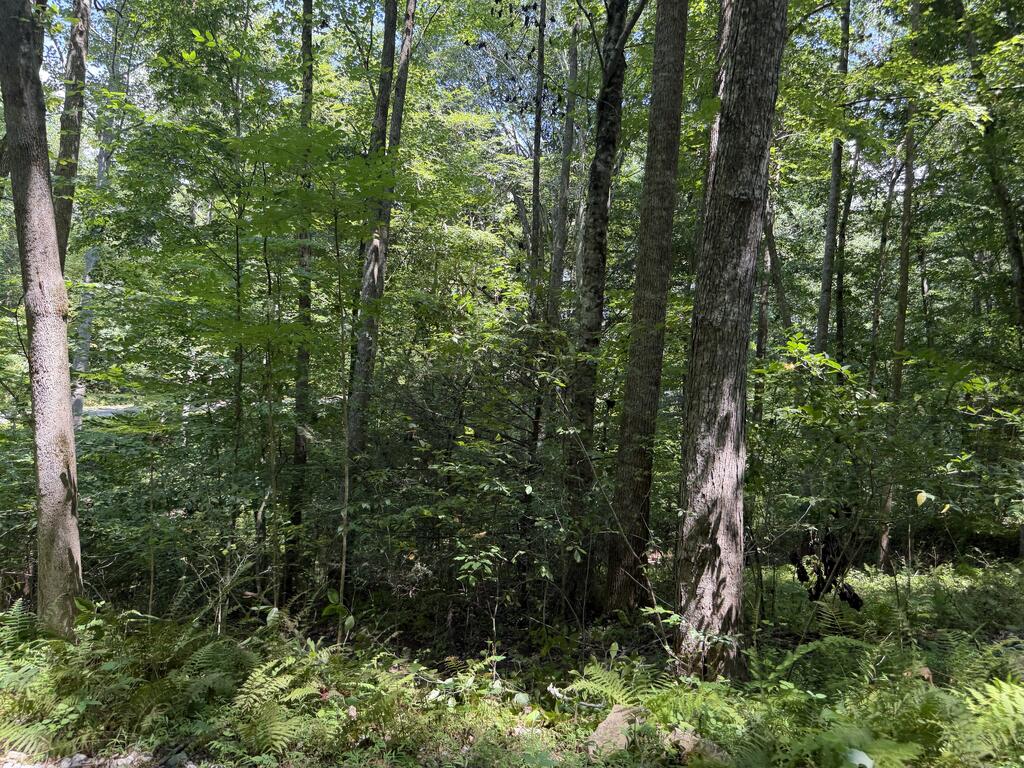 Lot 5 Blair Creek Ridge Hayesville NC 28904