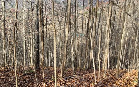 Lot 19 Bear Trail Hiawassee GA 30546