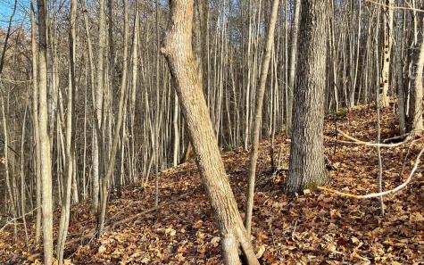 Lot 19 Bear Trail Hiawassee GA 30546