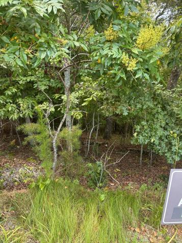 Lot 112 Fawn Way Mineral Bluff GA 30536