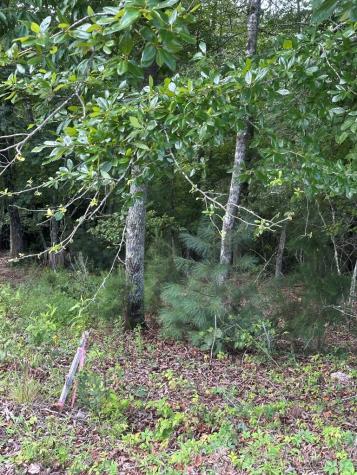 Lot 112 Fawn Way Mineral Bluff GA 30536
