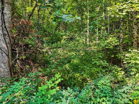 Lot 2 Brasstown Trail Warne NC 28909