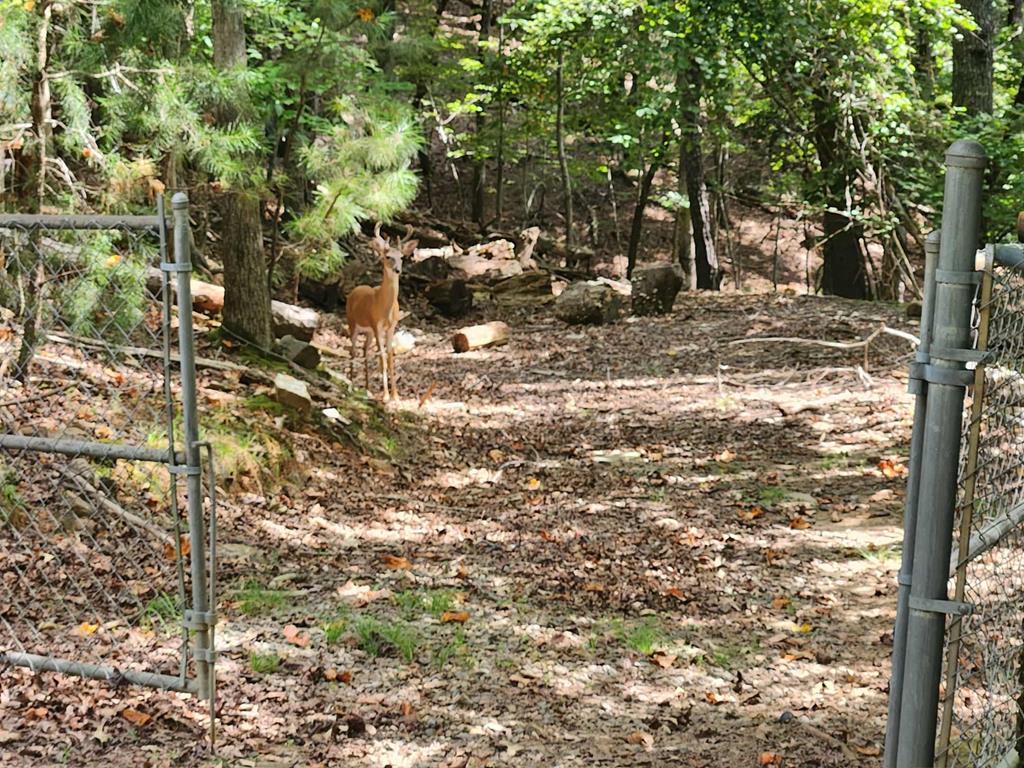 19B/2545 Frigate Drive Ellijay GA 30540