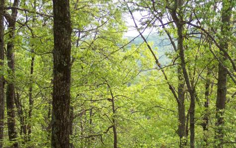 24 Coyote Cove Hayesville NC 28904