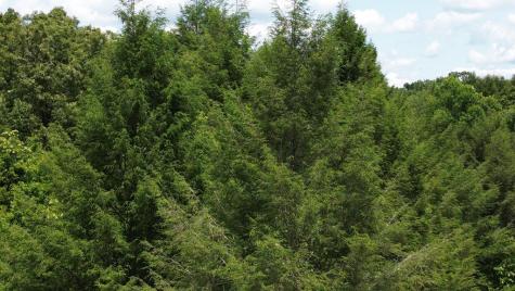 155 Acre Hemlock Ridge Subd Turtletown TN 37391