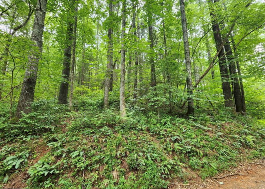 2A Poplar Cove Suches GA 30572