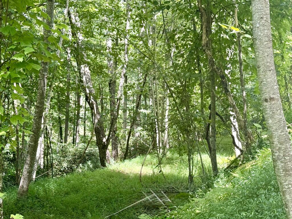 Lot 7 Wild Laurel Brasstown NC 28902