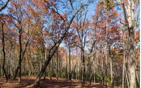 Lot 39 Preserve Trail Ellijay GA 30536
