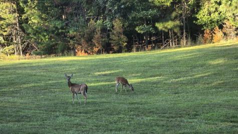 Lot 65 Brook Green Court Blairsville GA 30512