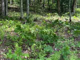 43 Tusquittee Crossing Hayesville NC 28904
