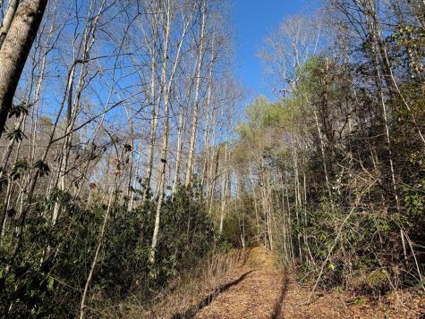 135.49AC Webb Creek Road Andrews NC 28901