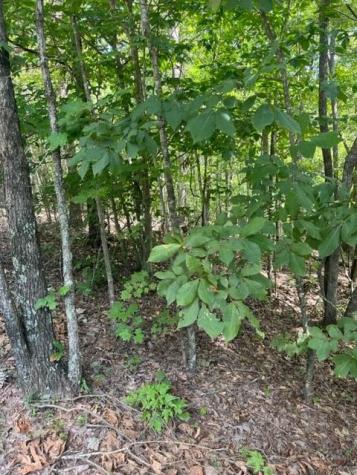 Lt 3 Hunter Ridge Ellijay GA 30540