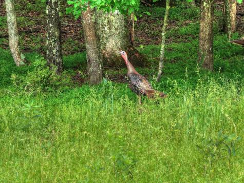 20.11 Ac Mountain View Road Mccaysville GA 30555