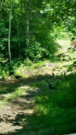 3530 Grape Creek Road Murphy NC 28906