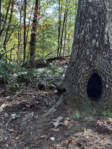 TR3 Turniptown Road Ellijay GA 30536