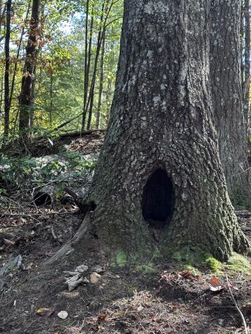 TR3 Turniptown Road Ellijay GA 30536