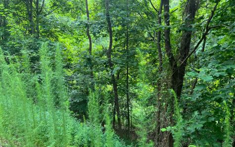 Lot 11 The Preserve At Beach Mountain Brasstown NC 28902