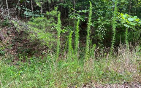 Lot 11 The Preserve At Beach Mountain Brasstown NC 28902