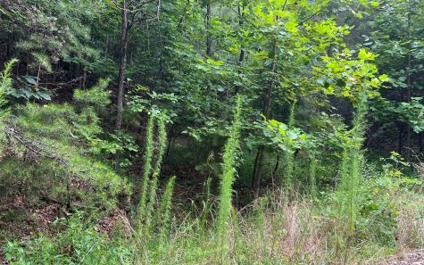 Lot 11 The Preserve At Beach Mountain Brasstown NC 28902