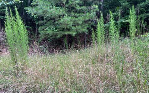 Lot 11 The Preserve At Beach Mountain Brasstown NC 28902