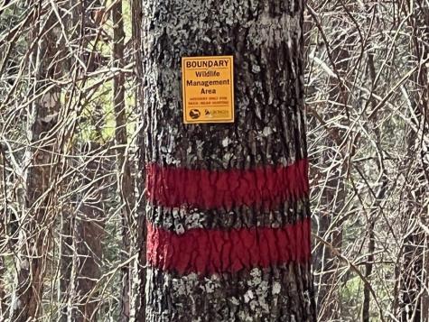 113 Beech Tree Drive Ellijay GA 30540