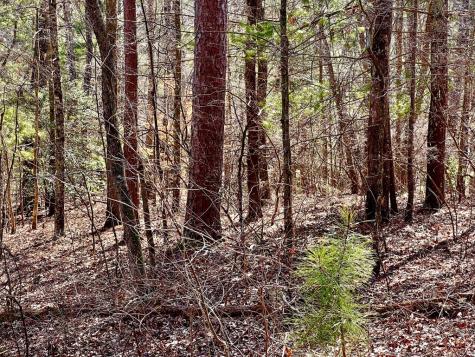 113 Beech Tree Drive Ellijay GA 30540