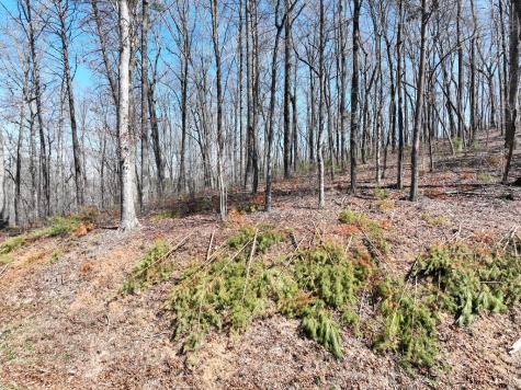 180 Trailwood Drive Ellijay GA 30536