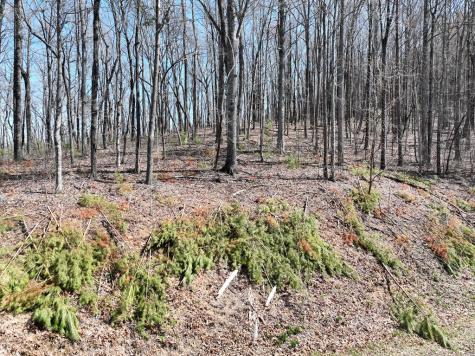 180 Trailwood Drive Ellijay GA 30536