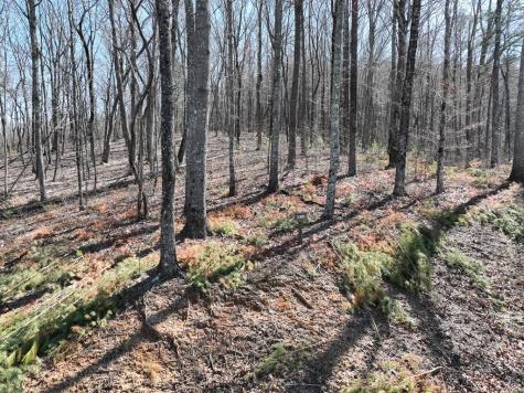 180 Trailwood Drive Ellijay GA 30536