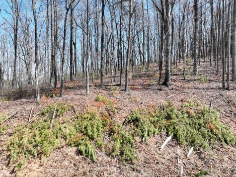 180 Trailwood Drive Ellijay GA 30536