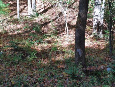 0 Kaleb Trail Mineral Bluff GA 30559