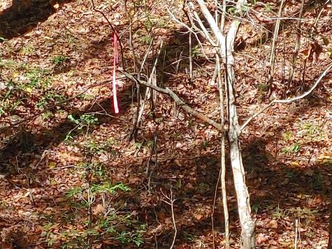 0 Kaleb Trail Mineral Bluff GA 30559