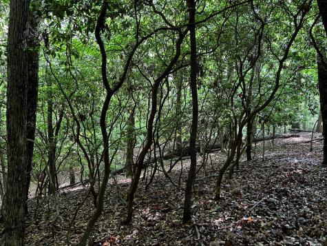 3.52 Ac Payne Way Blairsville GA 30512