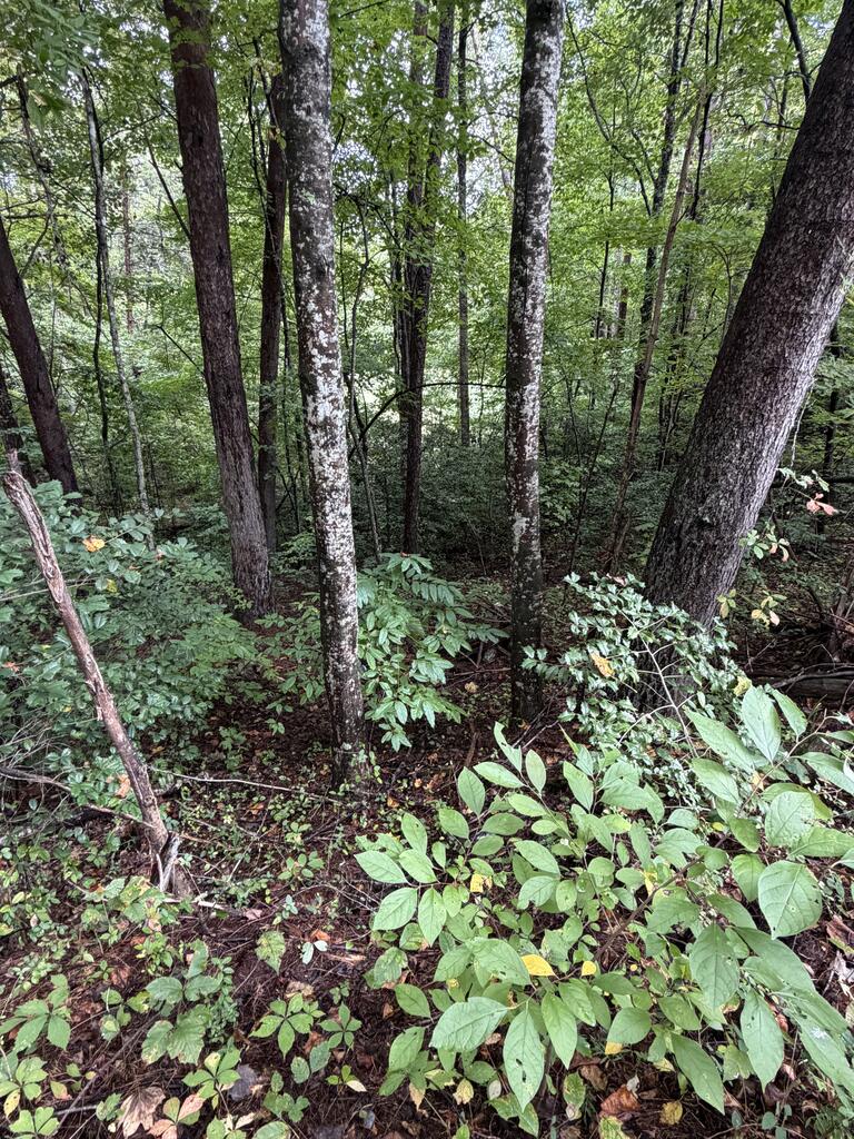 0 Little Wolf Creek Road Murphy NC 28906
