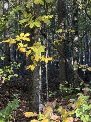 Lot 1 Henson Road Hayesville NC 28904