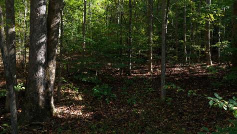 5.71 Ac Forest Service 117 Road Blairsville GA 30512