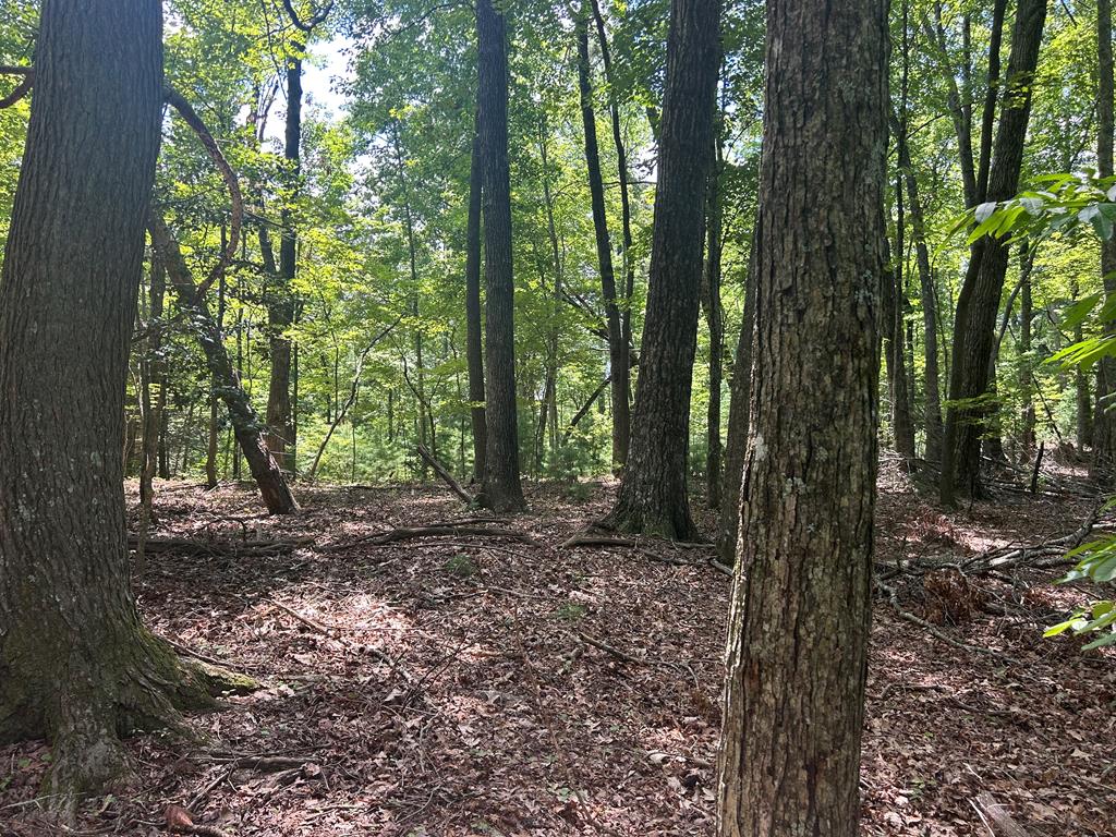 22.5 Ac Highway 2 Blue Ridge GA 30513