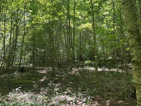 22.5 Ac Highway 2 Blue Ridge GA 30513