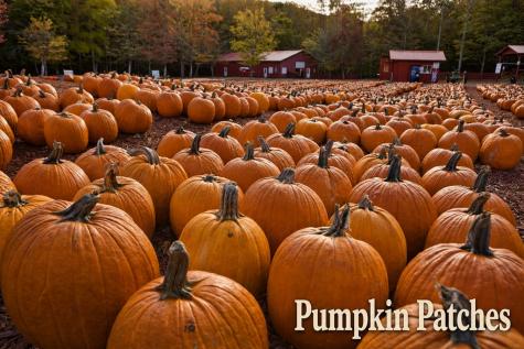 5.58 Gobbler Knob Drive Ellijay GA 30540