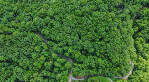 5.58 Gobbler Knob Drive Ellijay GA 30540