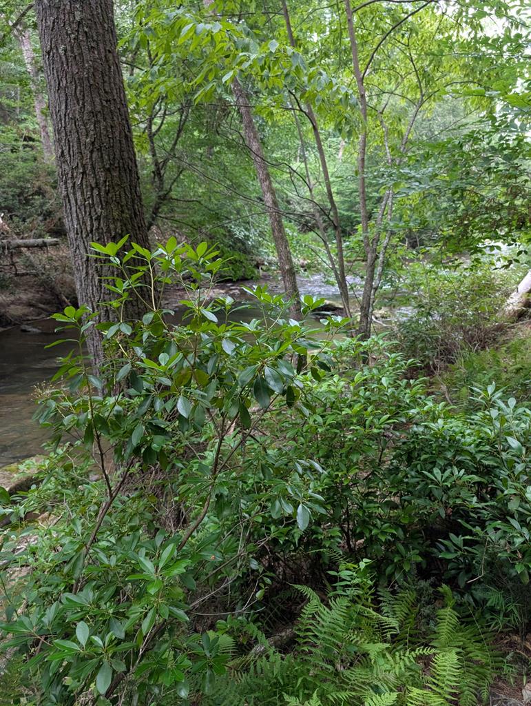 Lot 32 Byers Road Blairsville GA 30512