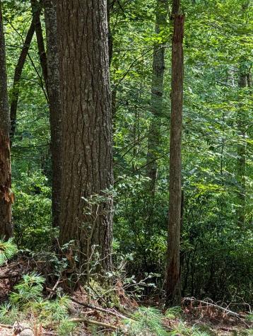 Lot 32 Byers Road Blairsville GA 30512