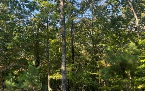 Lt 32 Buck Creek Road Ellijay GA 30540