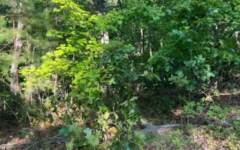 Lt 32 Buck Creek Road Ellijay GA 30540