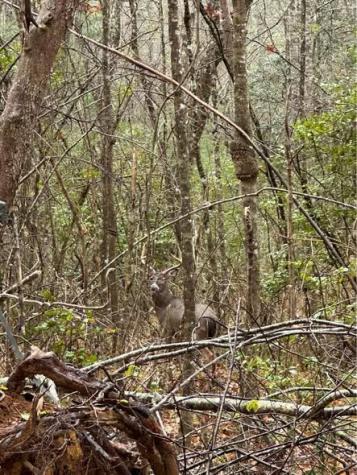 513 Trackrock Gap Road Blairsville GA 30512