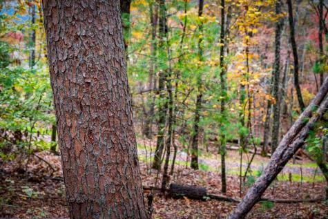 1580 Galloway Road Blue Ridge GA 30513