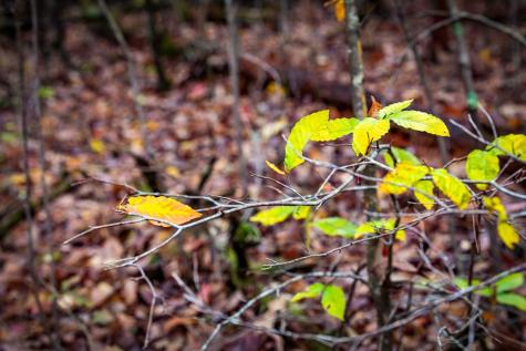 1580 Galloway Road Blue Ridge GA 30513